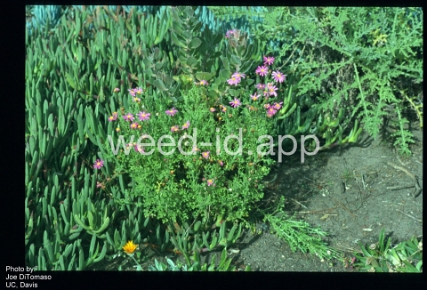 ragwort, purple